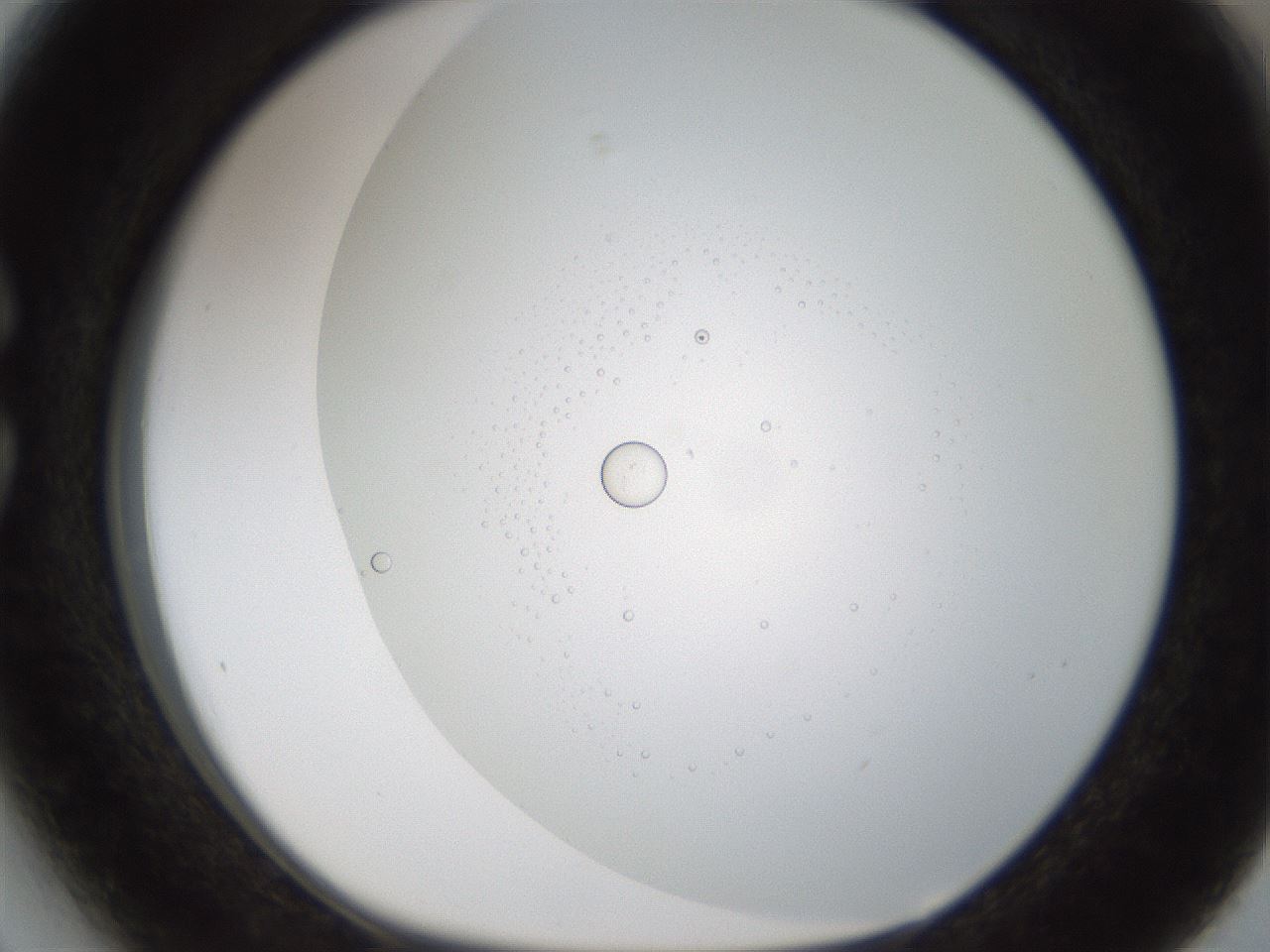 folderID211_plateID1211_batchID3617_wellNum27_profileID1_d1_r67380_ef.jpg