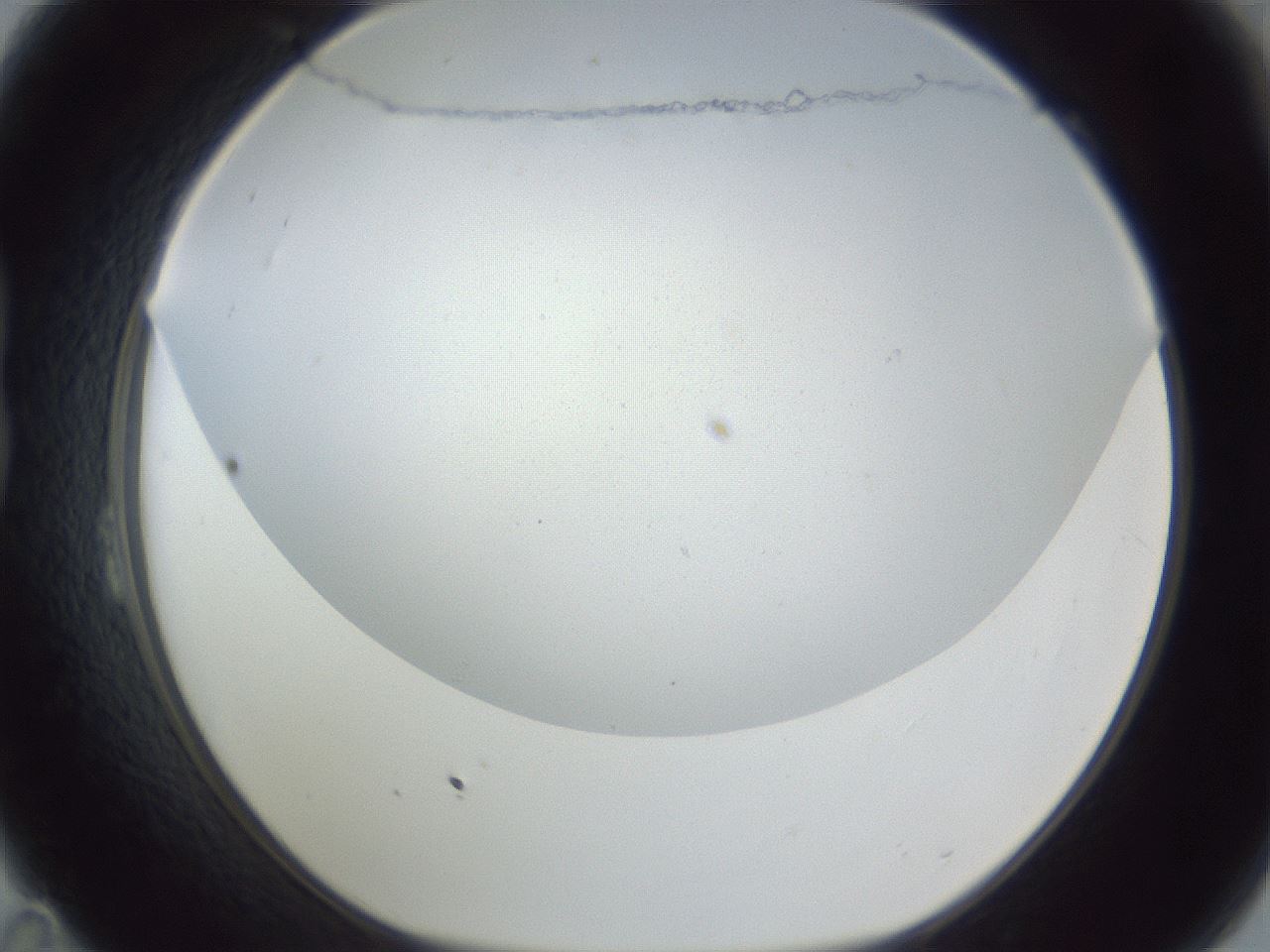 folderID215_plateID1215_batchID3547_wellNum23_profileID1_d1_r67180_ef.jpg