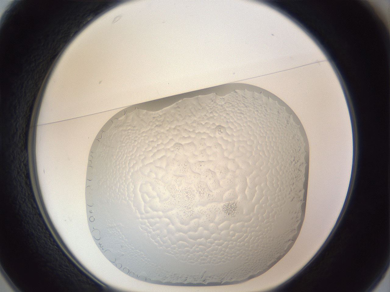 folderID218_plateID1218_batchID4440_wellNum25_profileID1_d1_r69392_ef.jpg