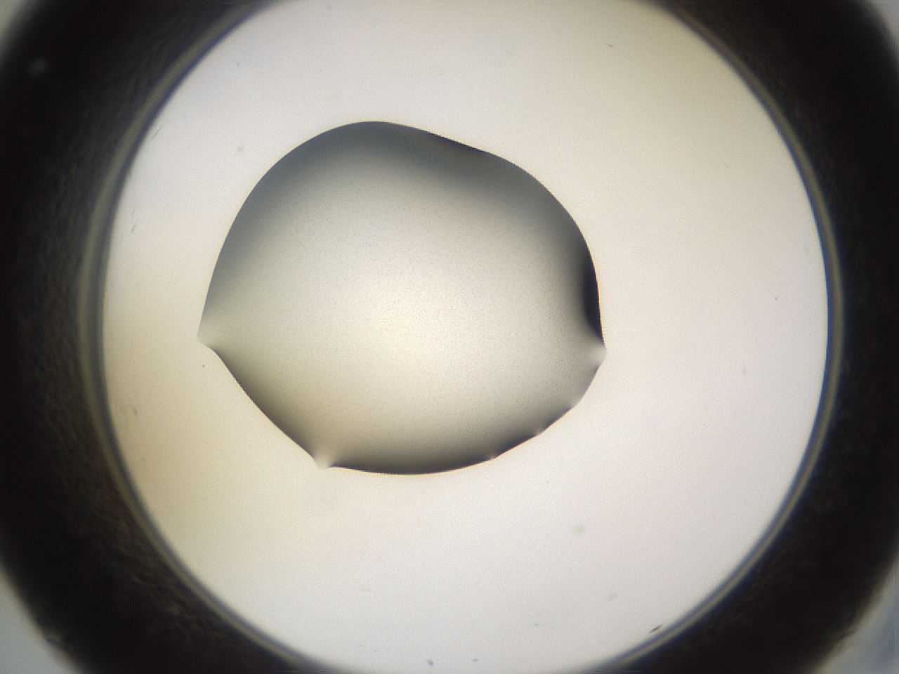 folderID236_plateID3236_batchID18165_wellNum32_profileID1_d2_r281885_ef.jpg