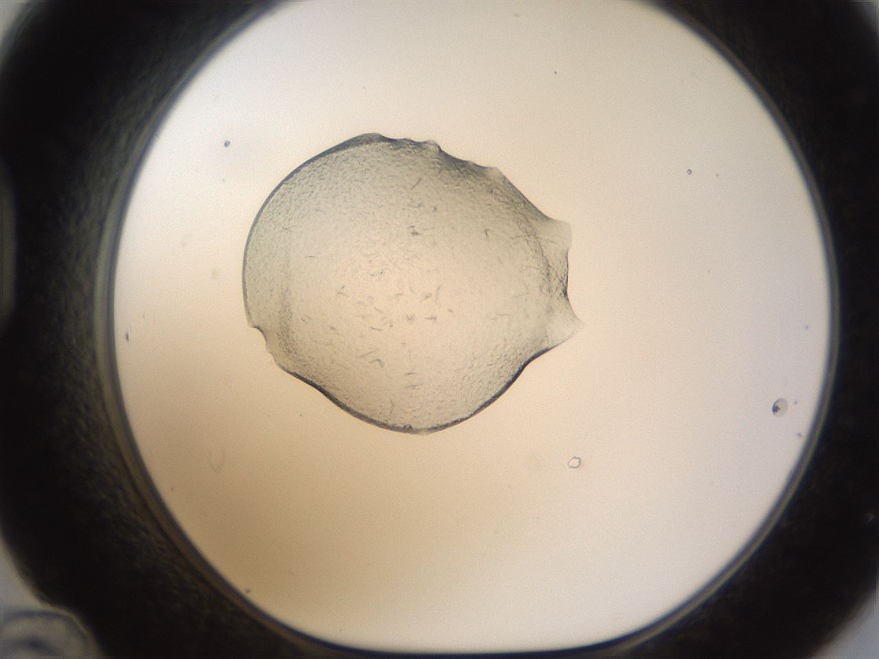 folderID237_plateID1237_batchID3576_wellNum48_profileID1_d1_r72177_ef.jpg