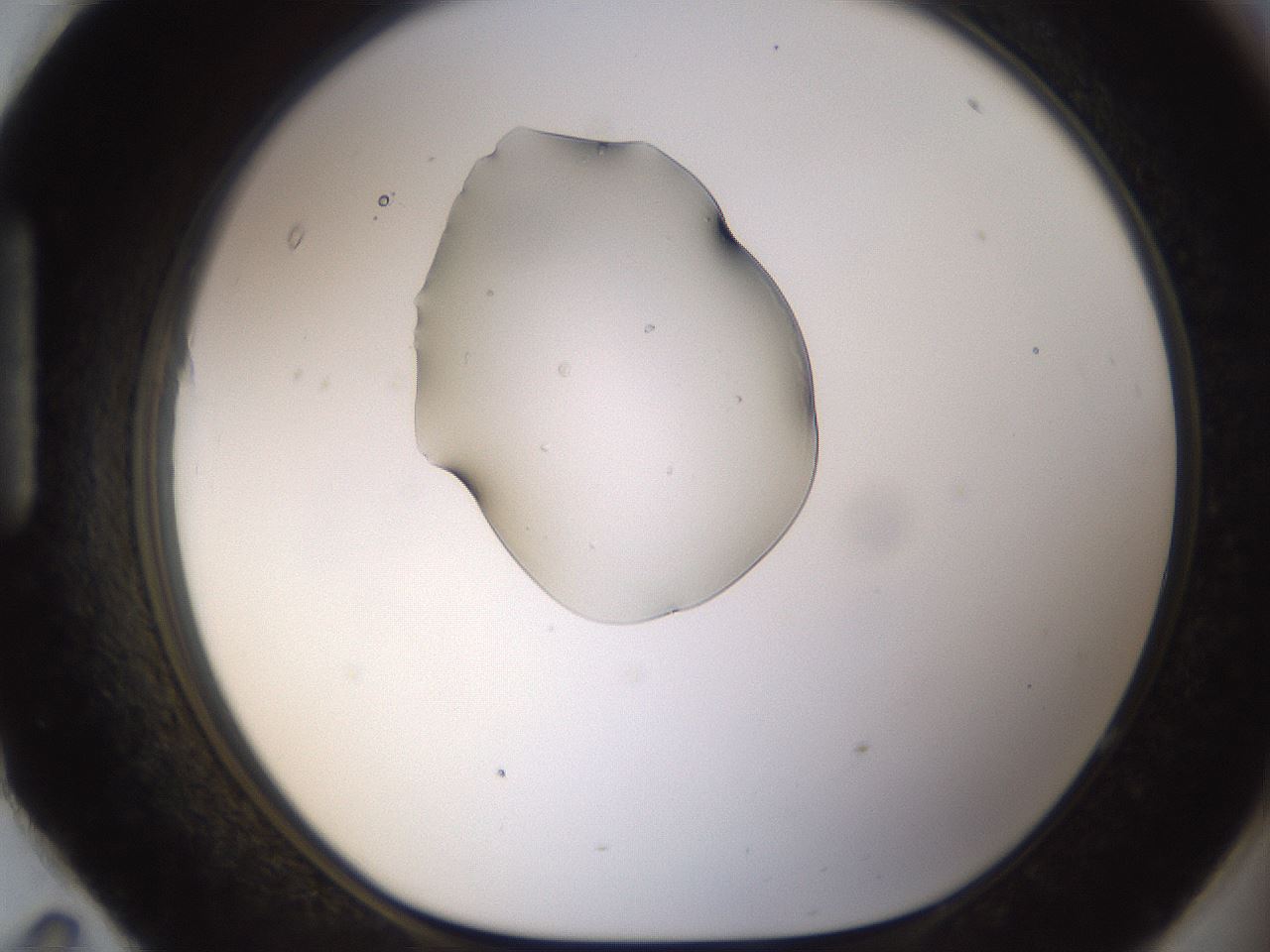 folderID239_plateID1239_batchID3634_wellNum95_profileID1_d1_r72032_ef.jpg