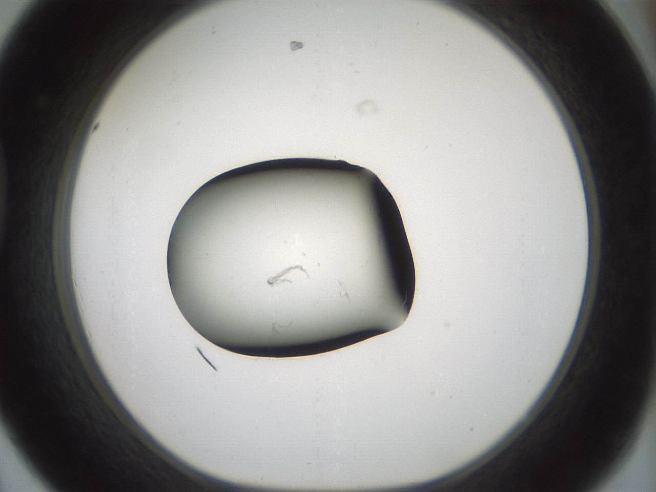folderID240_plateID3240_batchID18357_wellNum44_profileID1_d1_r284889_ef.jpg