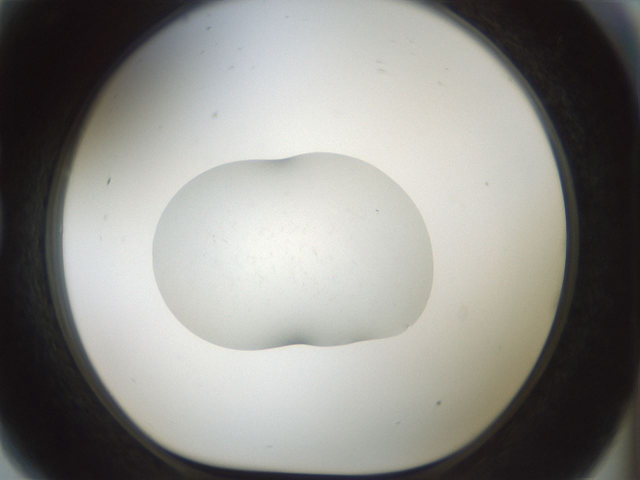 folderID240_plateID3240_batchID18488_wellNum81_profileID1_d1_r284963_ef.jpg