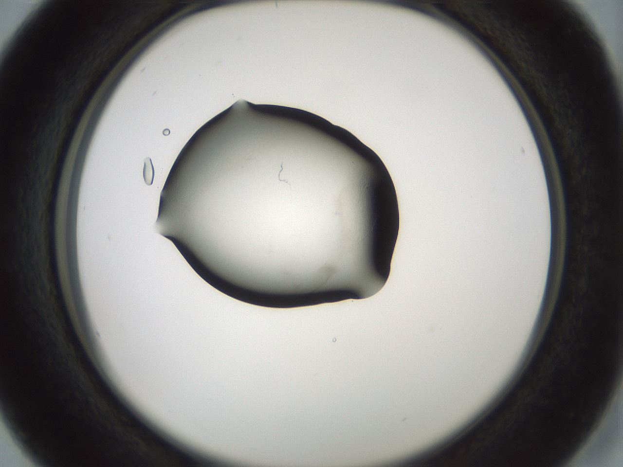 folderID242_plateID3242_batchID18390_wellNum16_profileID1_d2_r282530_ef.jpg