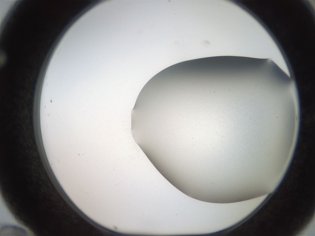 folderID242_plateID2242_batchID10101_wellNum70_profileID1_d1_r154839_ef.jpg