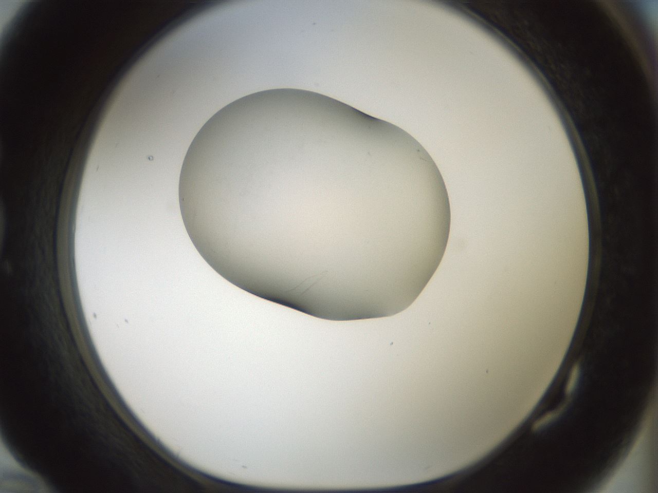 folderID243_plateID3243_batchID18590_wellNum82_profileID1_d1_r283813_ef.jpg