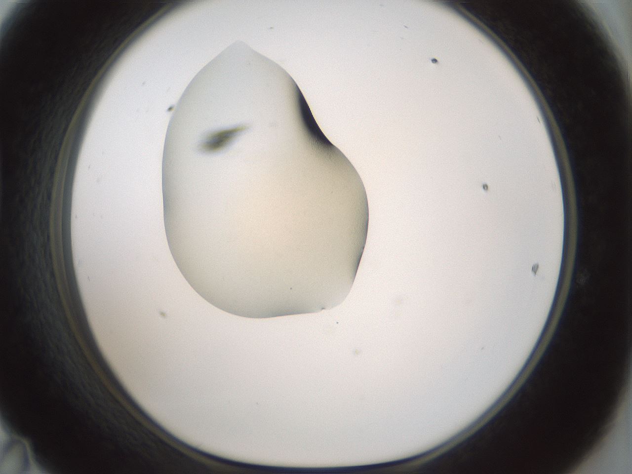 folderID243_plateID3243_batchID19739_wellNum47_profileID1_d1_r283743_ef.jpg