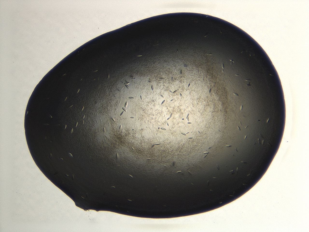 04hu_A11_ImagerDefaults_9.jpg