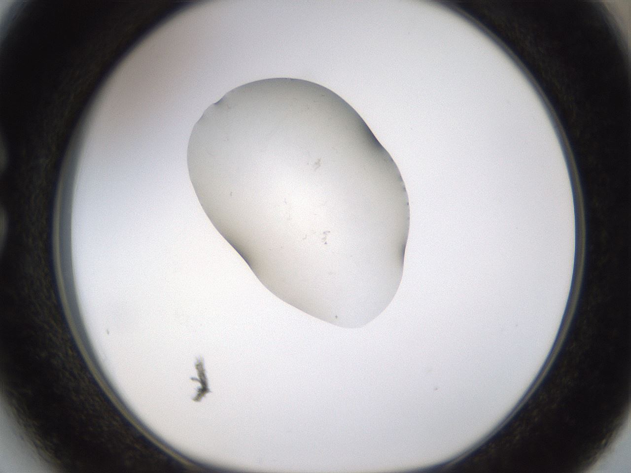 folderID244_plateID3244_batchID19205_wellNum27_profileID1_d1_r283511_ef.jpg