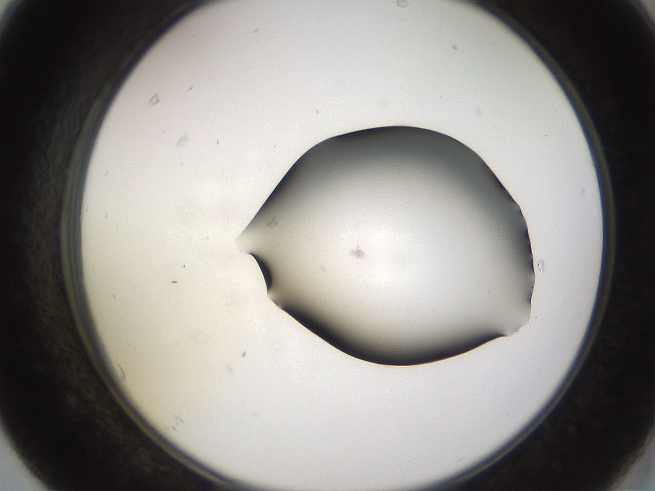 folderID245_plateID3245_batchID19202_wellNum67_profileID1_d2_r283400_ef.jpg