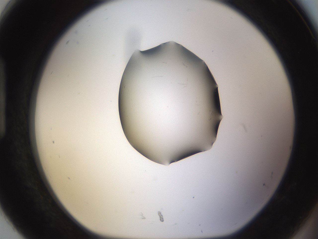 folderID245_plateID3245_batchID18358_wellNum92_profileID1_d1_r283449_ef.jpg