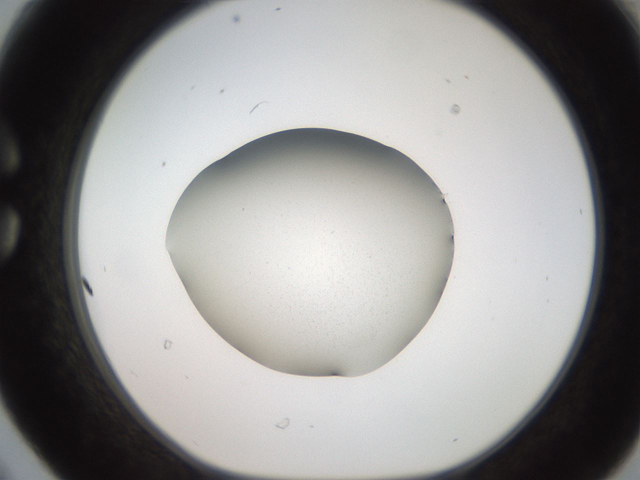 folderID250_plateID2250_batchID10440_wellNum30_profileID1_d1_r155509_ef.jpg