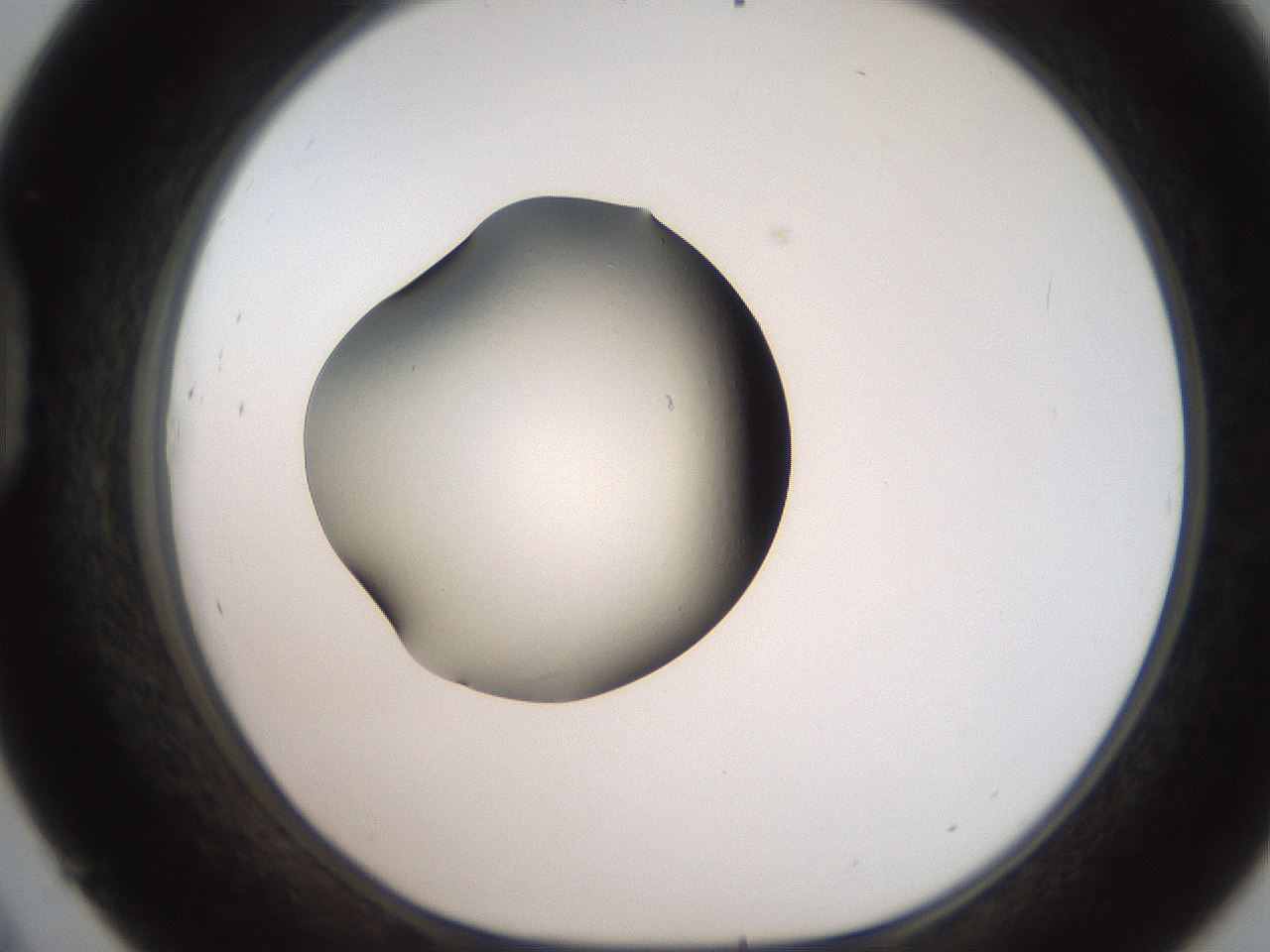 folderID250_plateID2250_batchID10440_wellNum45_profileID1_d1_r155539_ef.jpg