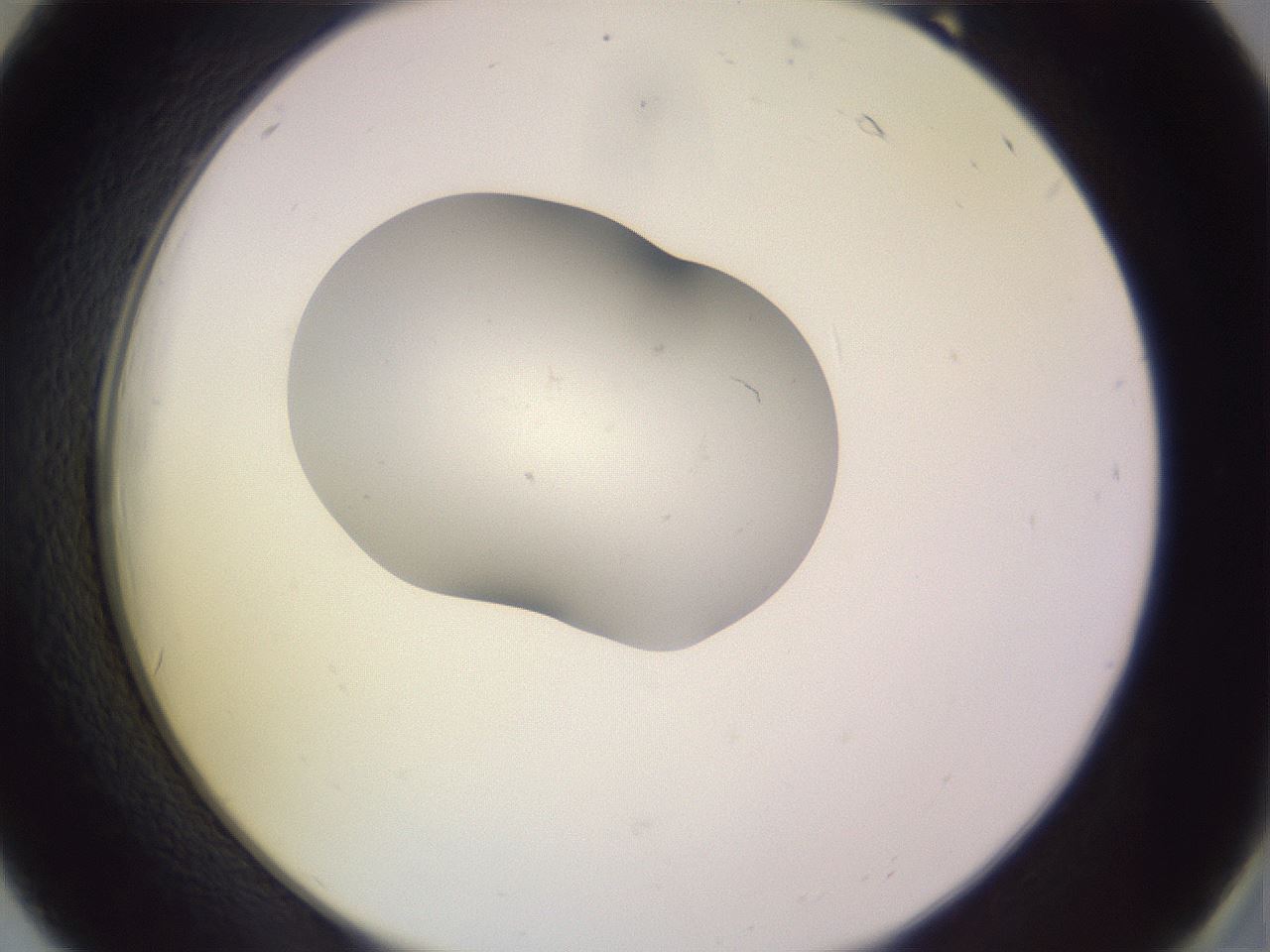 folderID250_plateID3250_batchID18277_wellNum18_profileID1_d2_r285414_ef.jpg