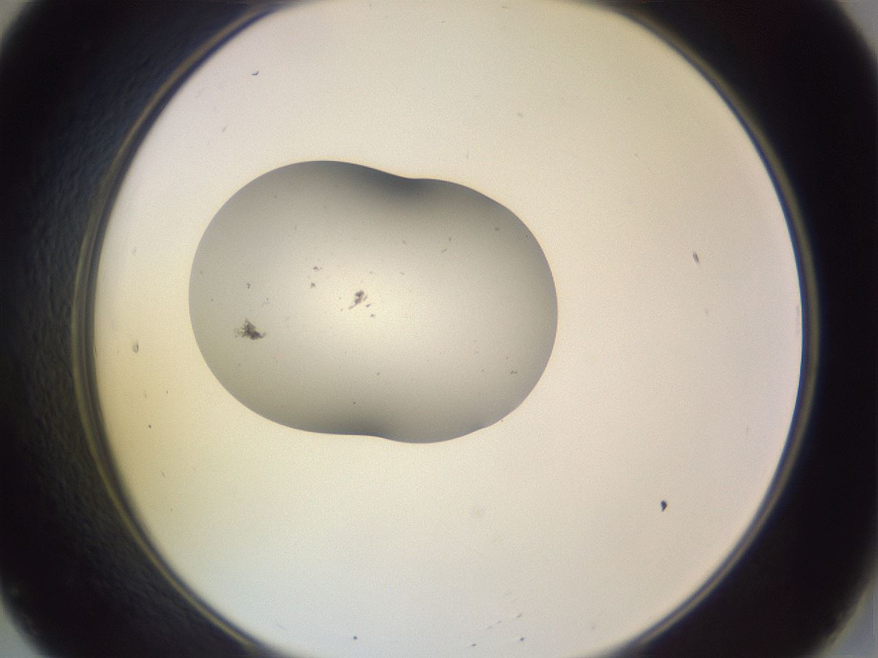 folderID250_plateID3250_batchID18409_wellNum20_profileID1_d2_r285418_ef.jpg