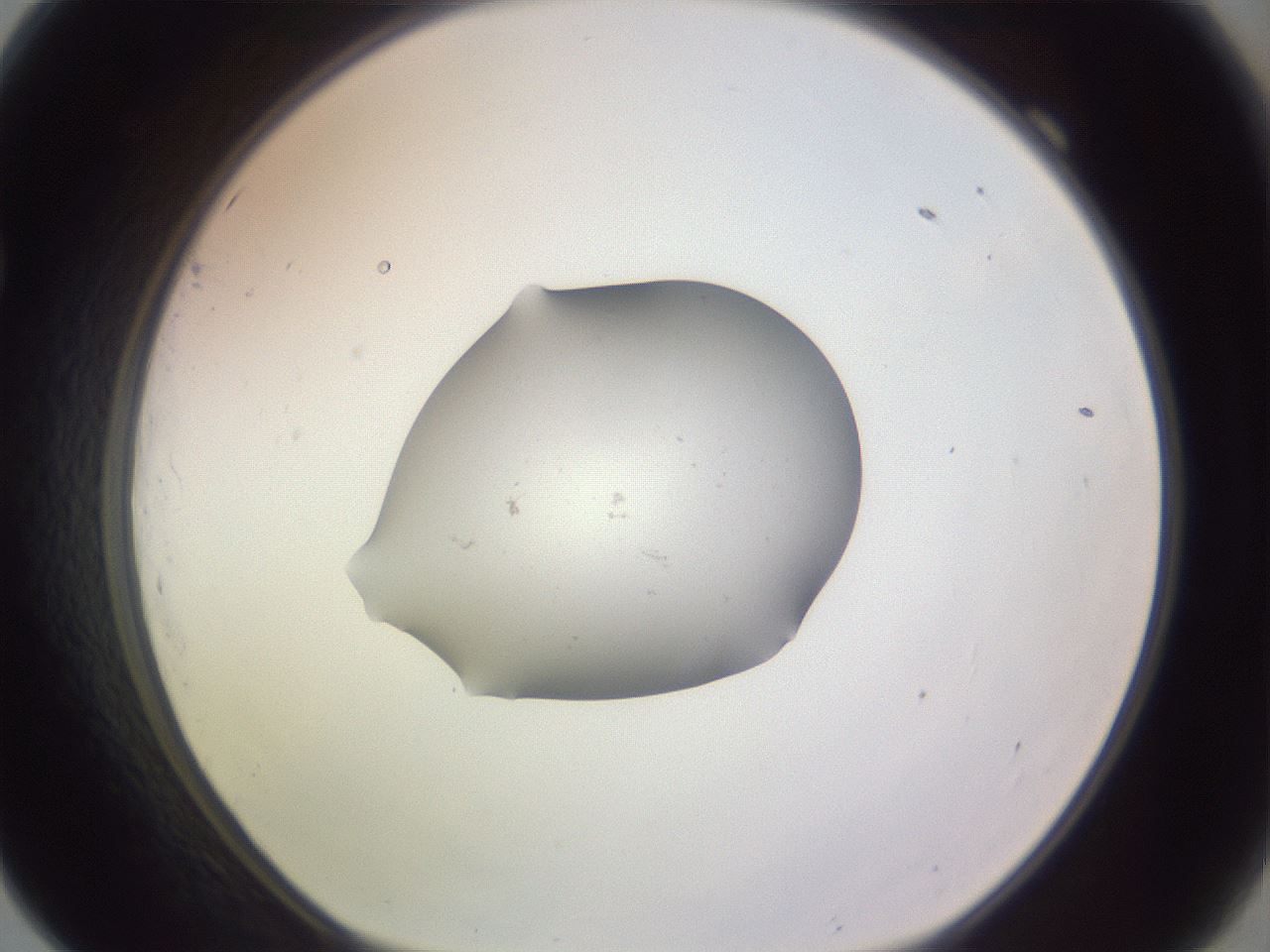 folderID250_plateID3250_batchID18409_wellNum69_profileID1_d1_r285515_ef.jpg