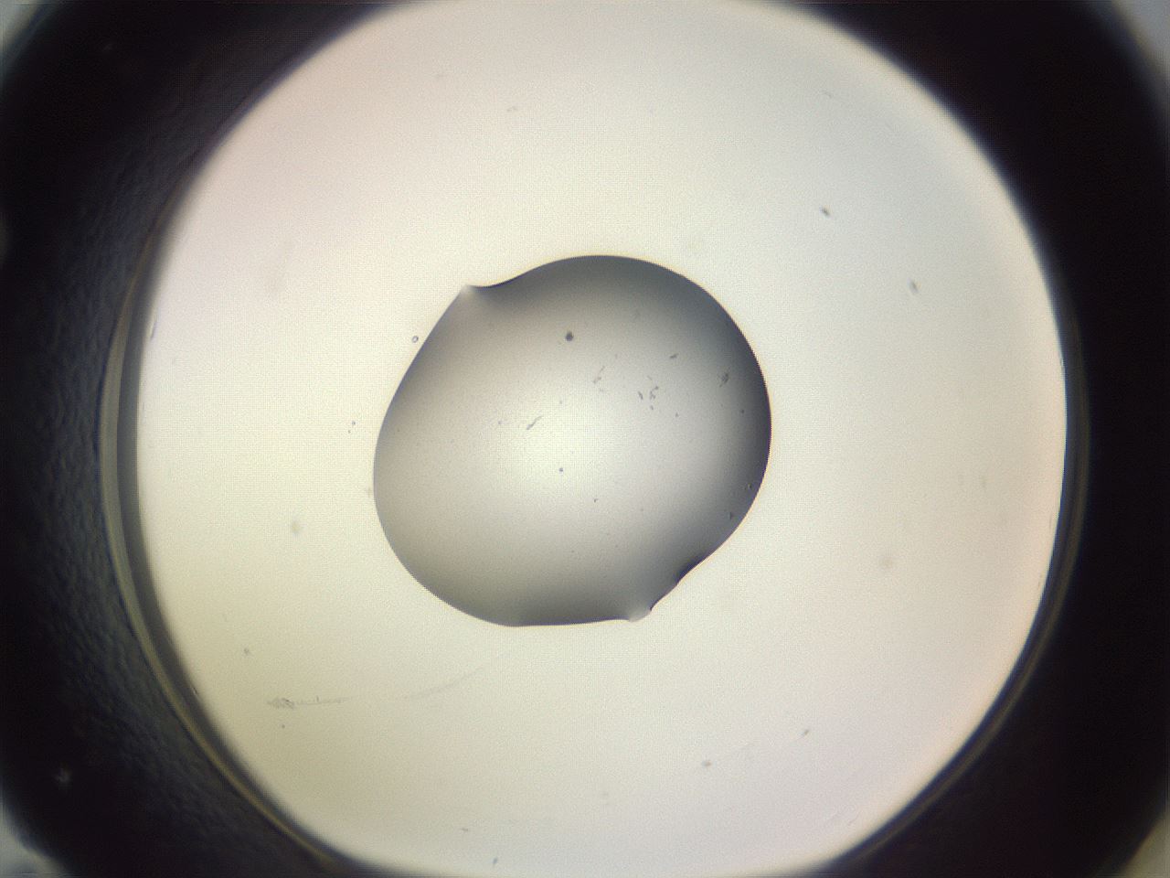 folderID250_plateID3250_batchID18409_wellNum71_profileID1_d1_r285519_ef.jpg