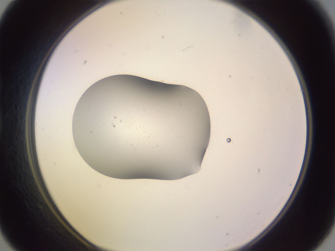 folderID250_plateID3250_batchID18931_wellNum21_profileID1_d1_r285419_ef.jpg