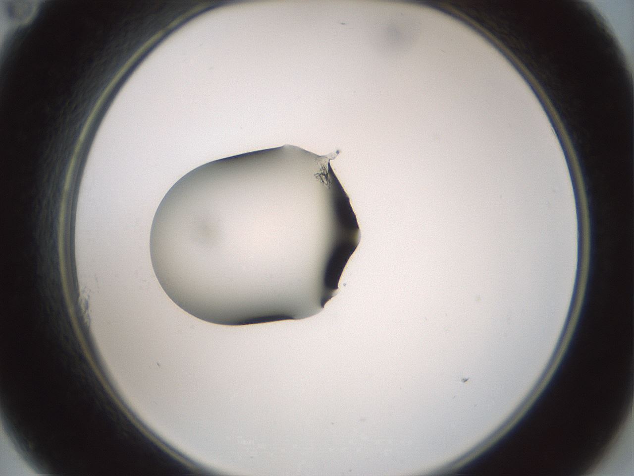 folderID251_plateID3251_batchID18411_wellNum11_profileID1_d2_r286168_ef.jpg