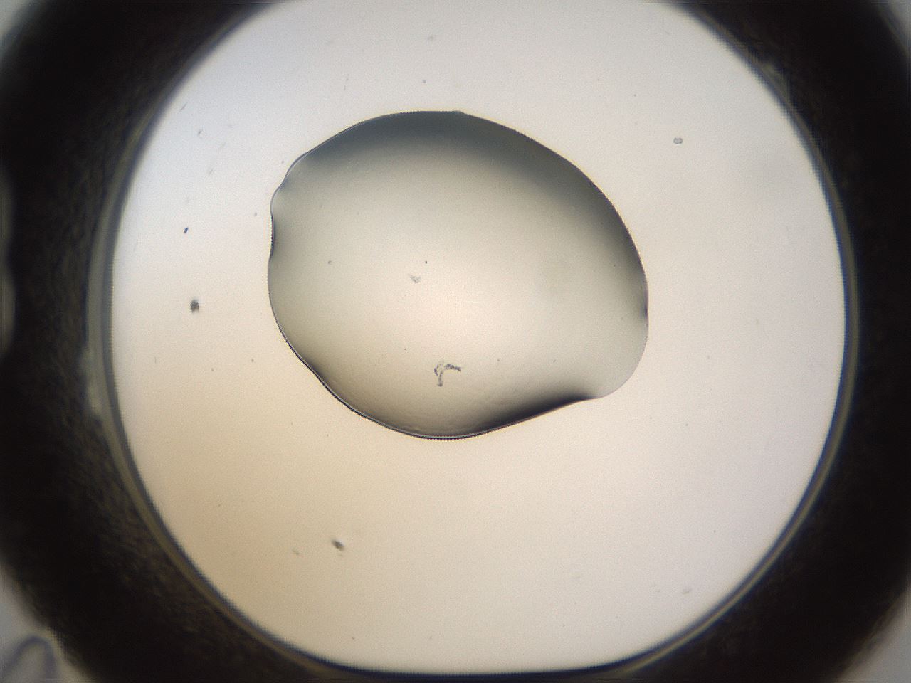 folderID253_plateID1253_batchID3797_wellNum23_profileID1_d1_r72580_ef.jpg