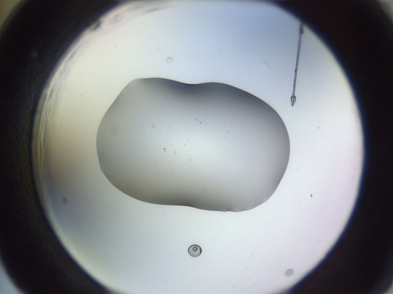 folderID253_plateID3253_batchID18338_wellNum65_profileID1_d2_r286084_ef.jpg