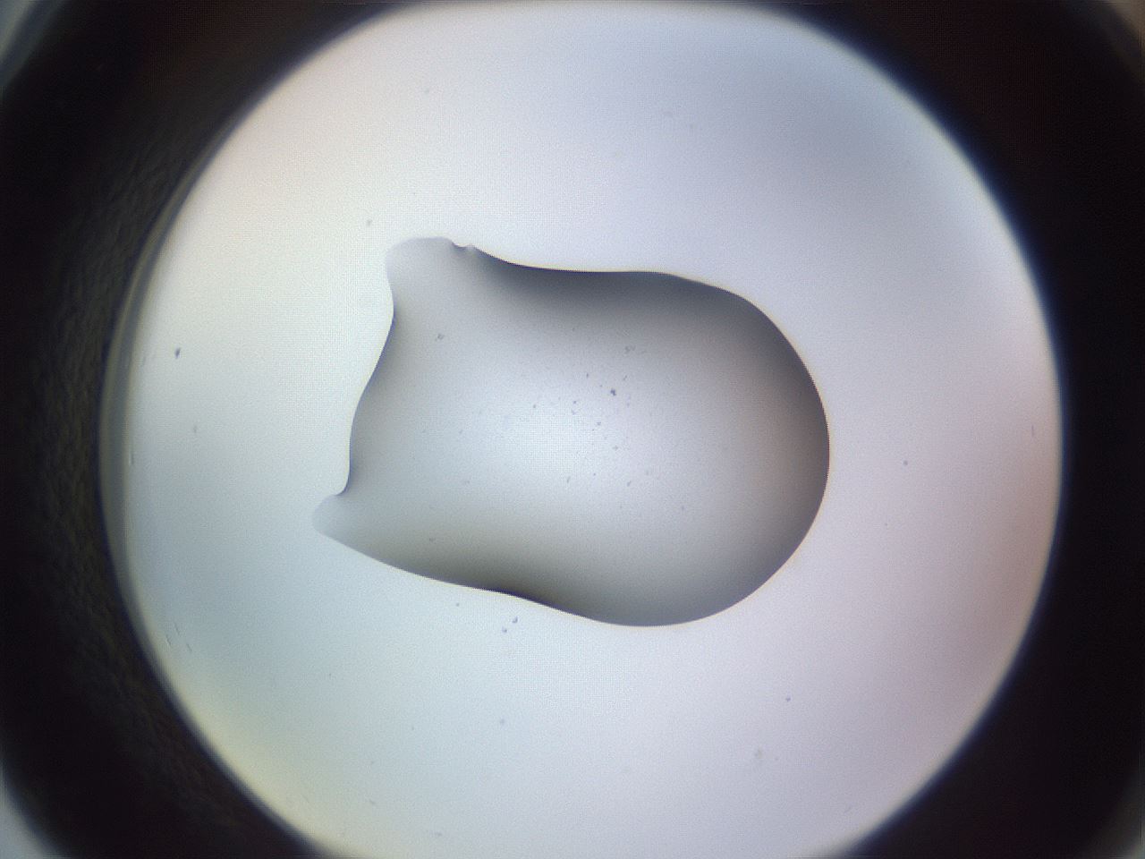 folderID253_plateID3253_batchID18338_wellNum78_profileID1_d2_r286110_ef.jpg
