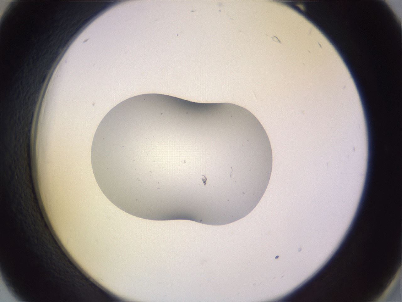 folderID253_plateID3253_batchID18629_wellNum18_profileID1_d2_r285990_ef.jpg