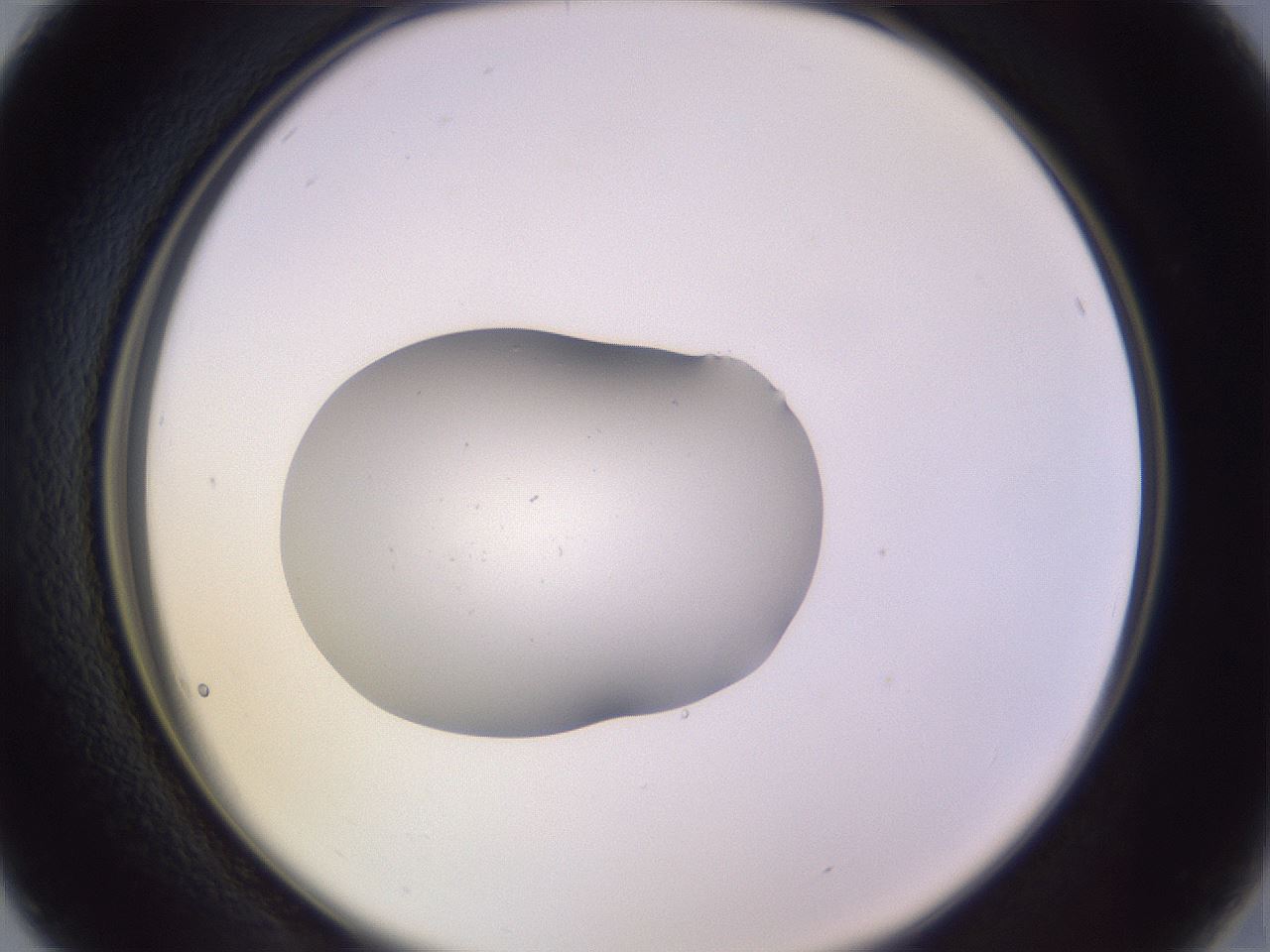 folderID253_plateID3253_batchID18936_wellNum16_profileID1_d2_r285986_ef.jpg