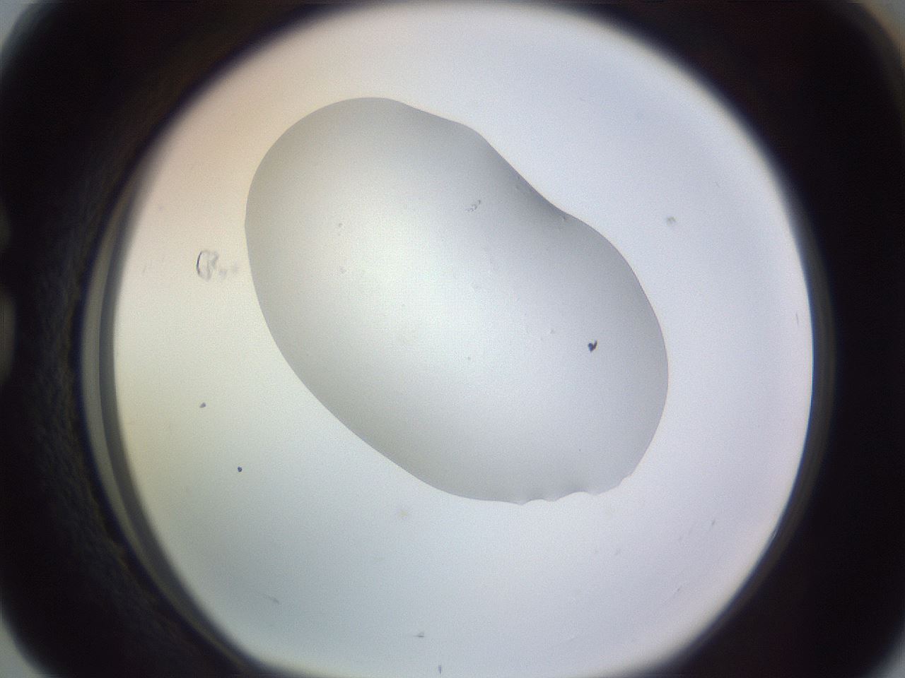 folderID253_plateID3253_batchID18936_wellNum76_profileID1_d1_r286105_ef.jpg