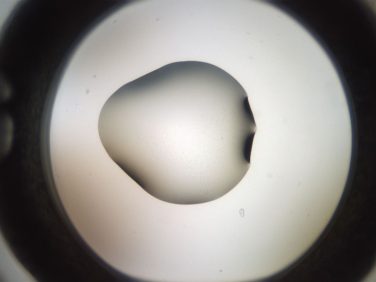 folderID258_plateID2258_batchID10191_wellNum78_profileID1_d1_r156956_ef.jpg
