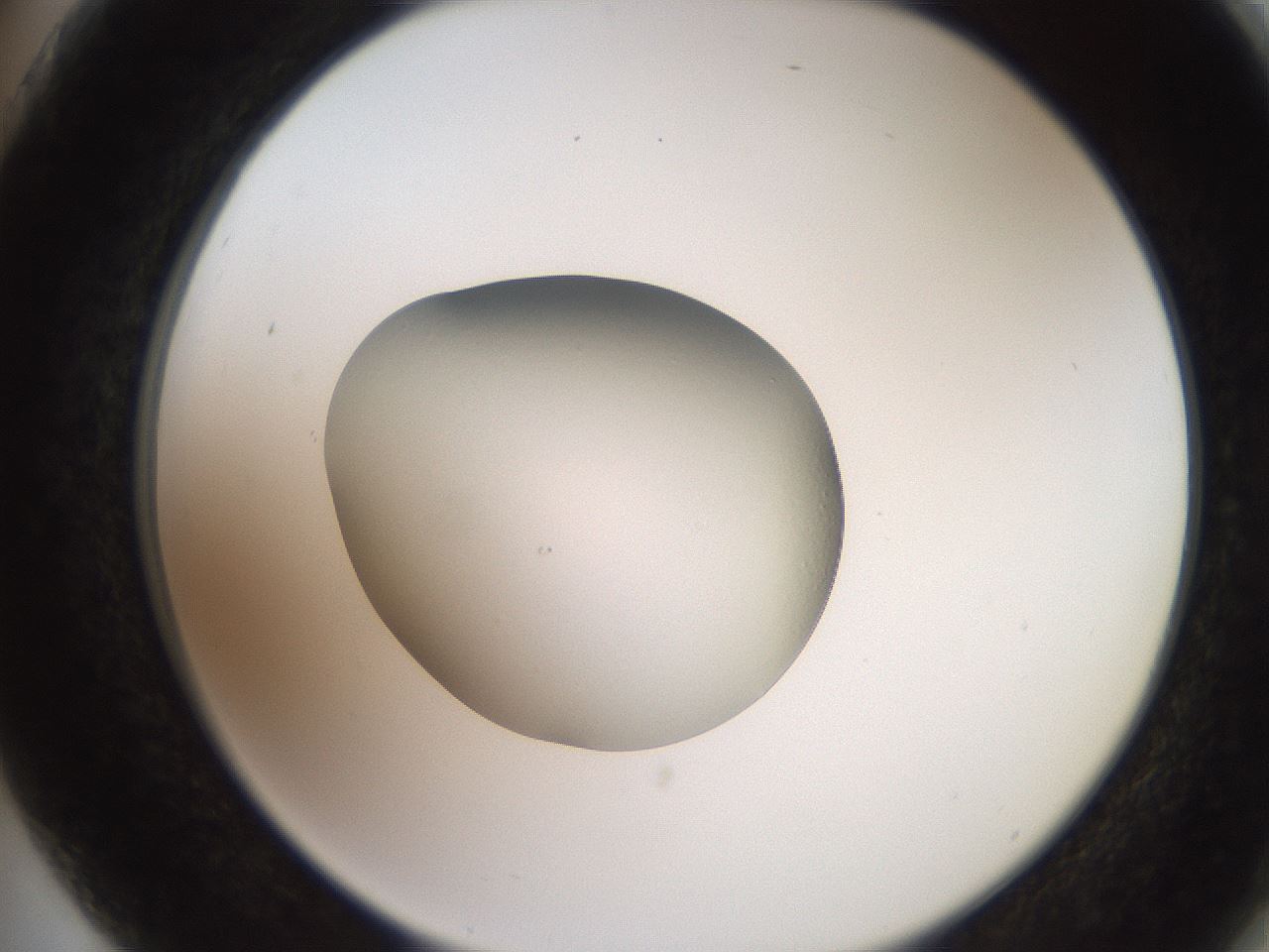 folderID258_plateID2258_batchID10537_wellNum75_profileID1_d2_r156951_ef.jpg