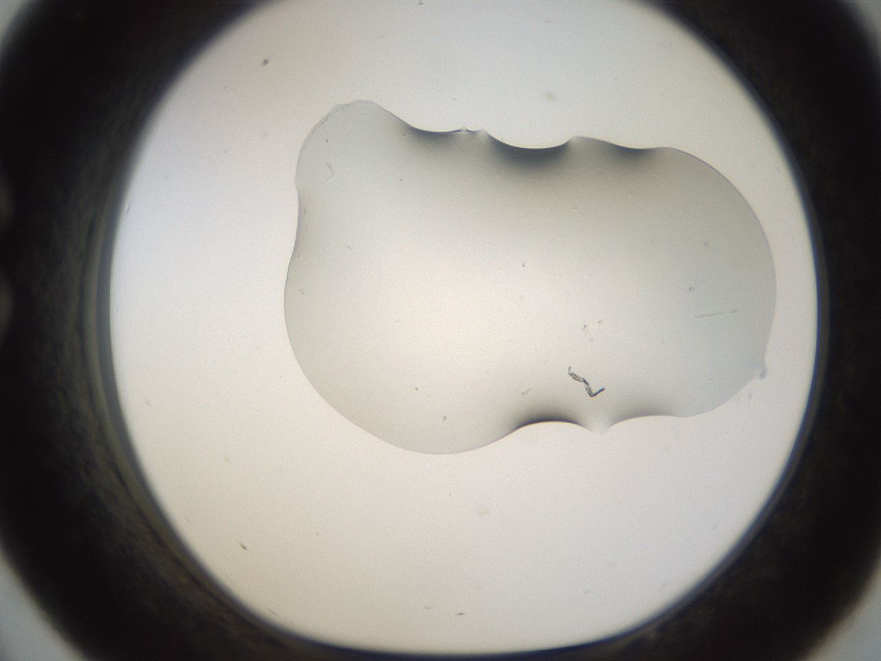 folderID259_plateID1259_batchID3806_wellNum33_profileID1_d1_r72792_ef.jpg