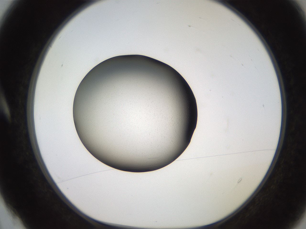 folderID259_plateID2259_batchID10541_wellNum4_profileID1_d1_r157192_ef.jpg