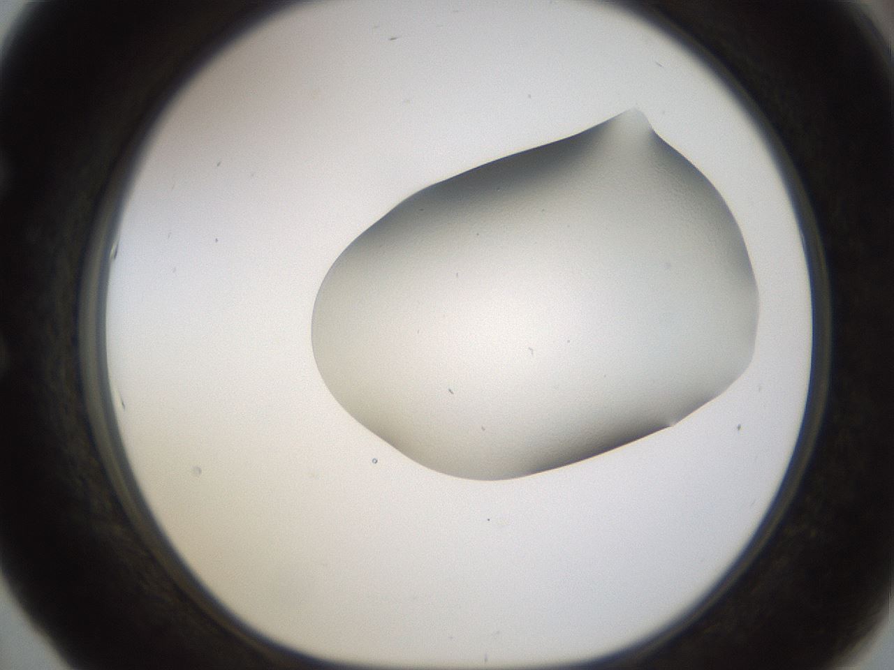 folderID260_plateID1260_batchID3803_wellNum53_profileID1_d1_r72908_ef.jpg