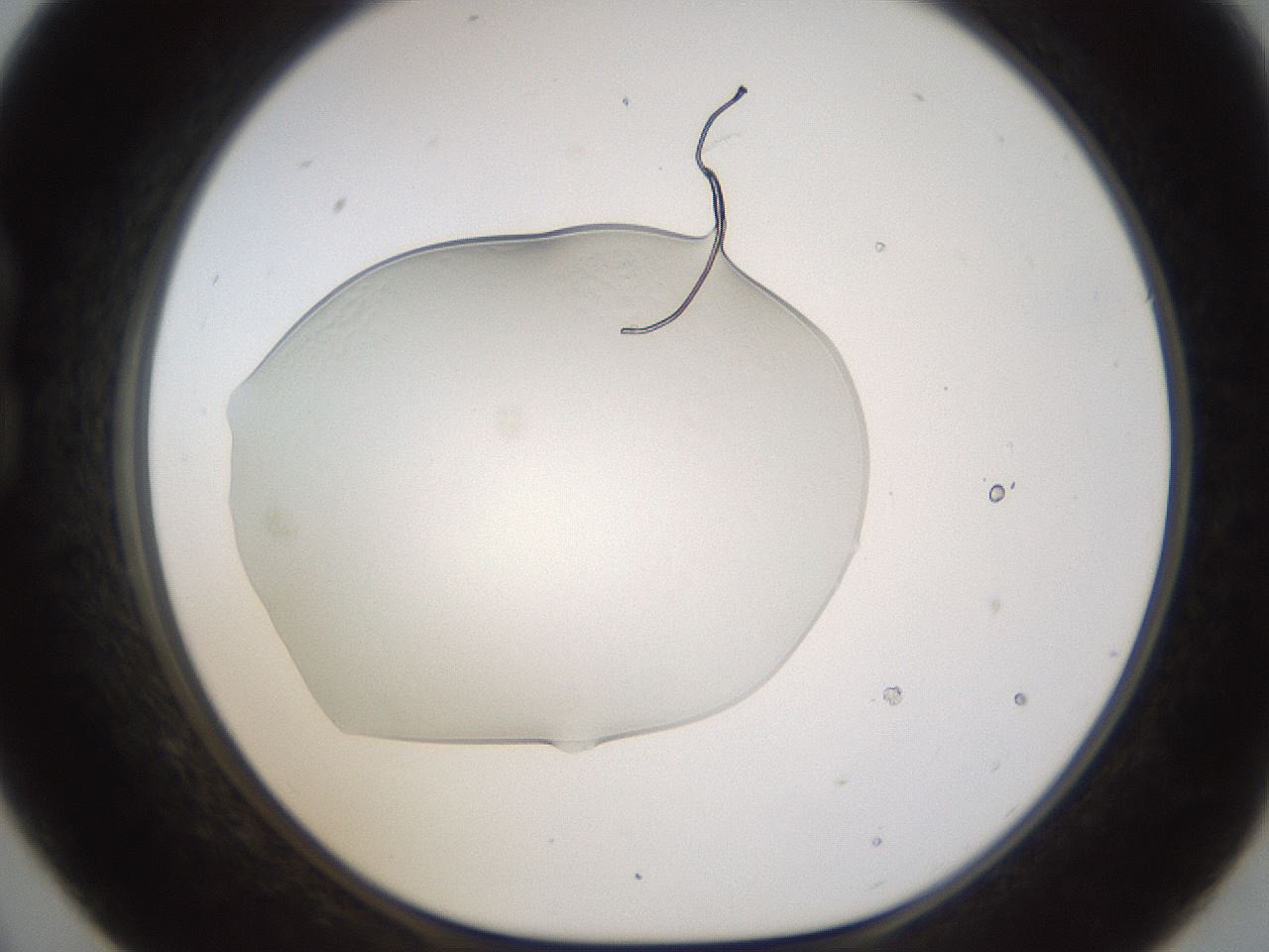 folderID260_plateID1260_batchID3821_wellNum21_profileID1_d1_r72876_ef.jpg