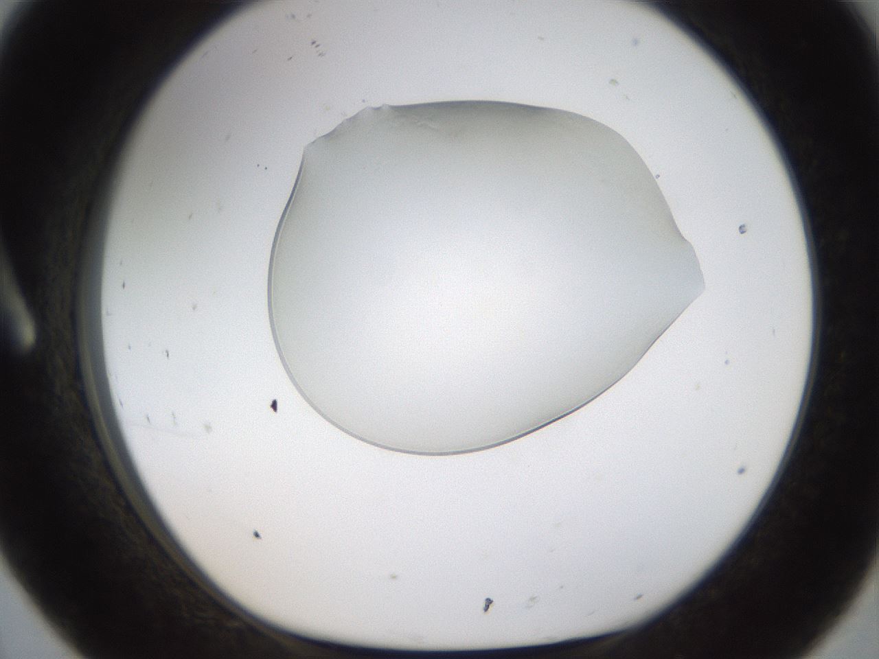 folderID260_plateID1260_batchID3821_wellNum8_profileID1_d1_r72863_ef.jpg