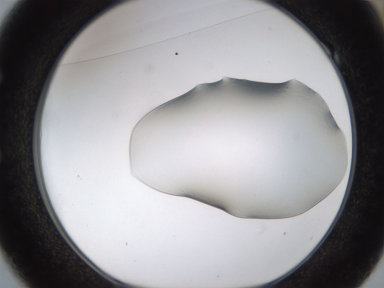 folderID260_plateID1260_batchID4346_wellNum49_profileID1_d1_r72904_ef.jpg