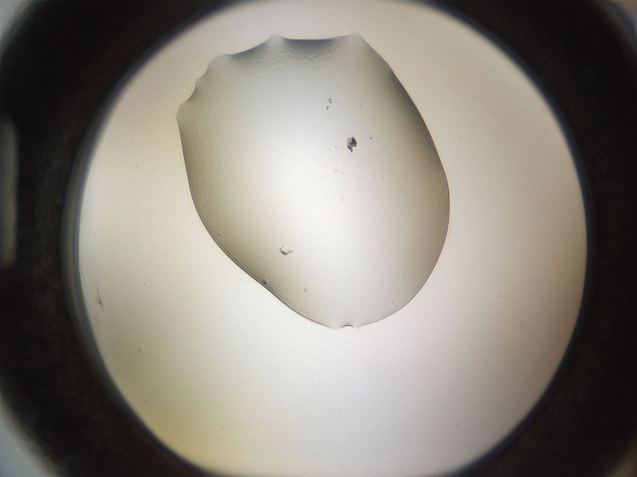 folderID260_plateID1260_batchID3820_wellNum89_profileID1_d1_r72944_ef.jpg