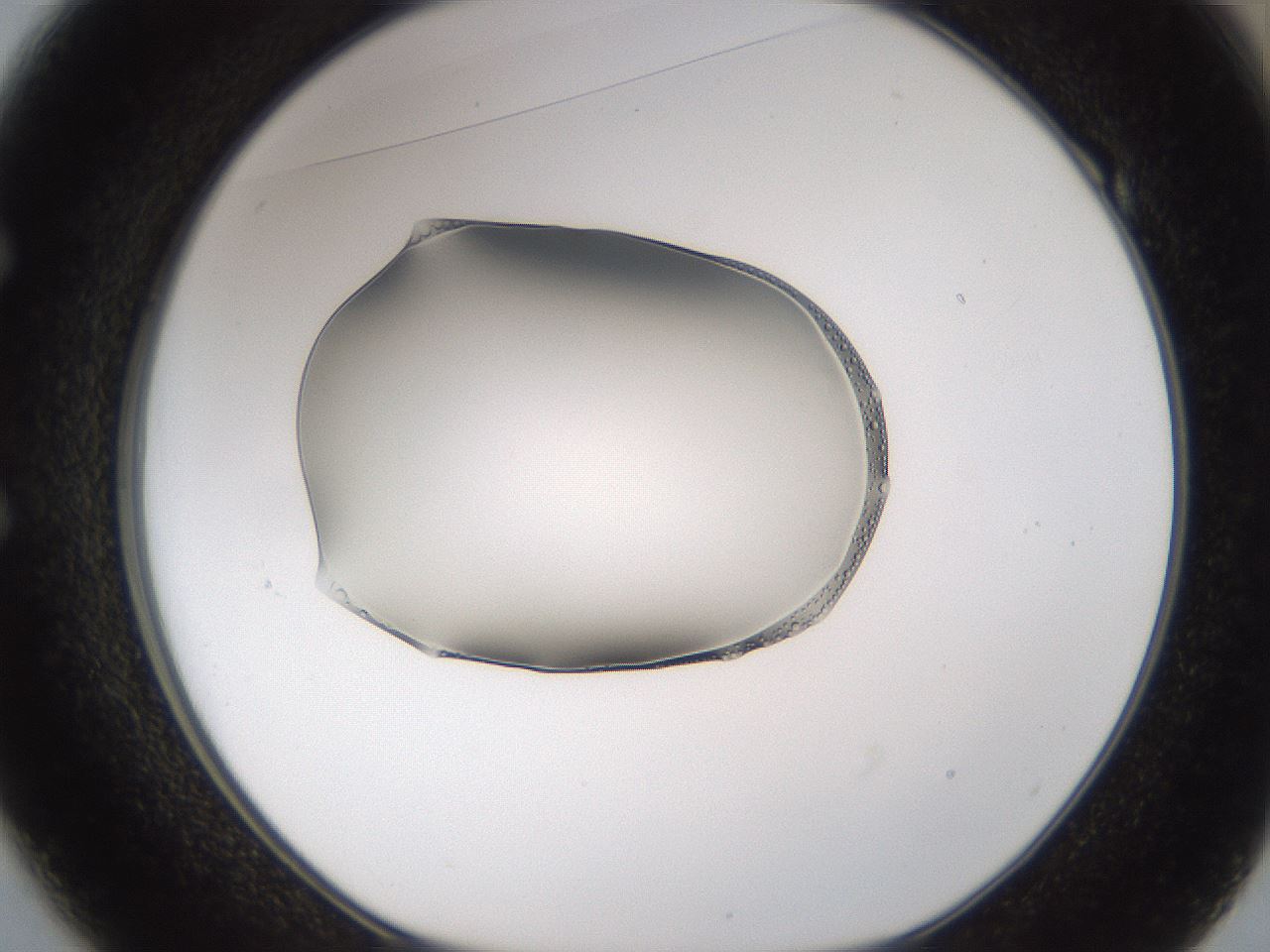 folderID263_plateID3263_batchID18541_wellNum49_profileID1_d1_r287219_ef.jpg