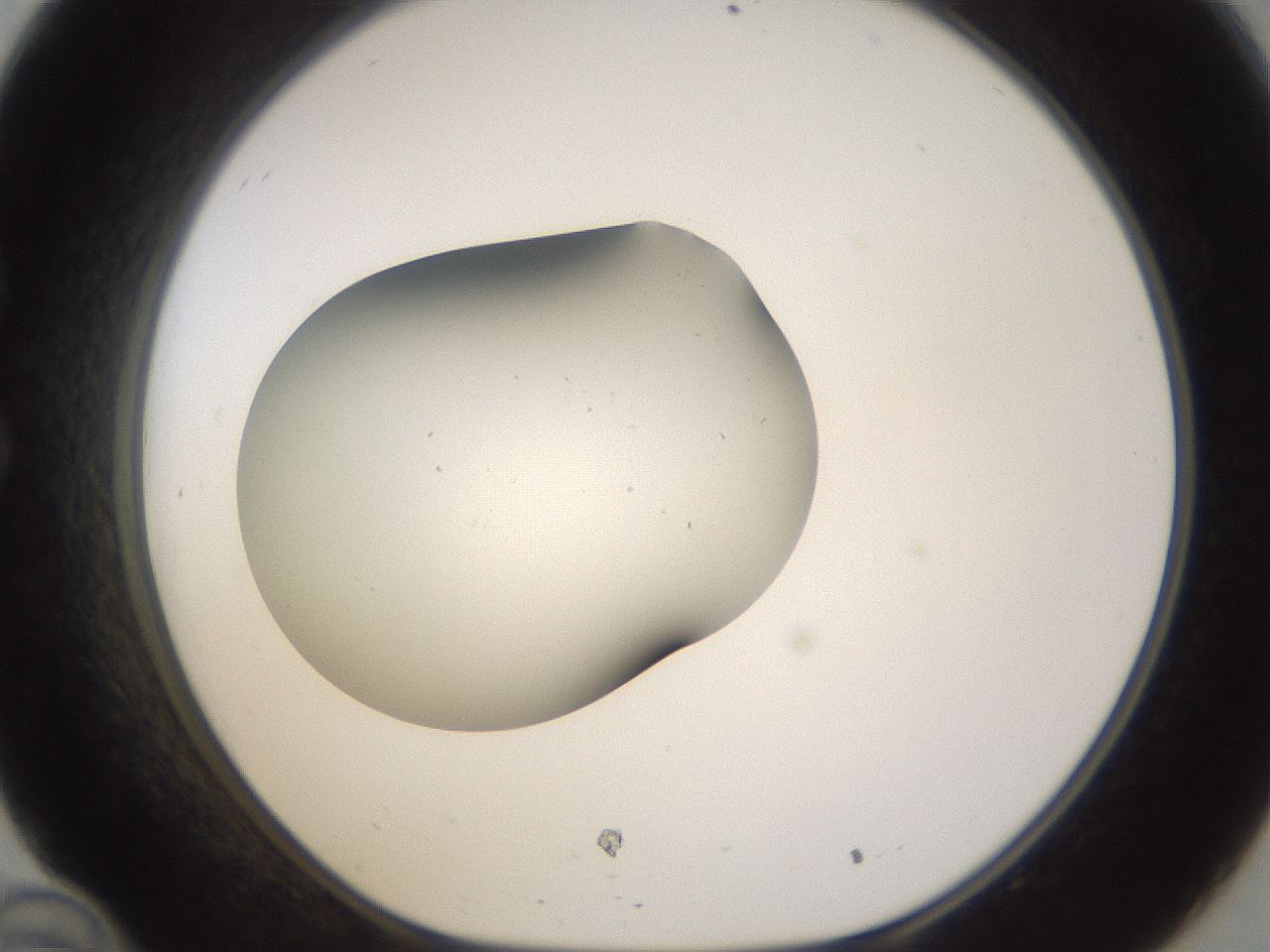 folderID263_plateID3263_batchID19289_wellNum34_profileID1_d1_r287185_ef.jpg