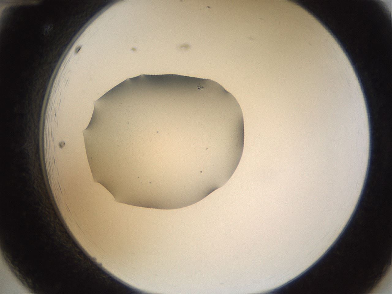 folderID263_plateID3263_batchID19550_wellNum12_profileID1_d2_r287142_ef.jpg