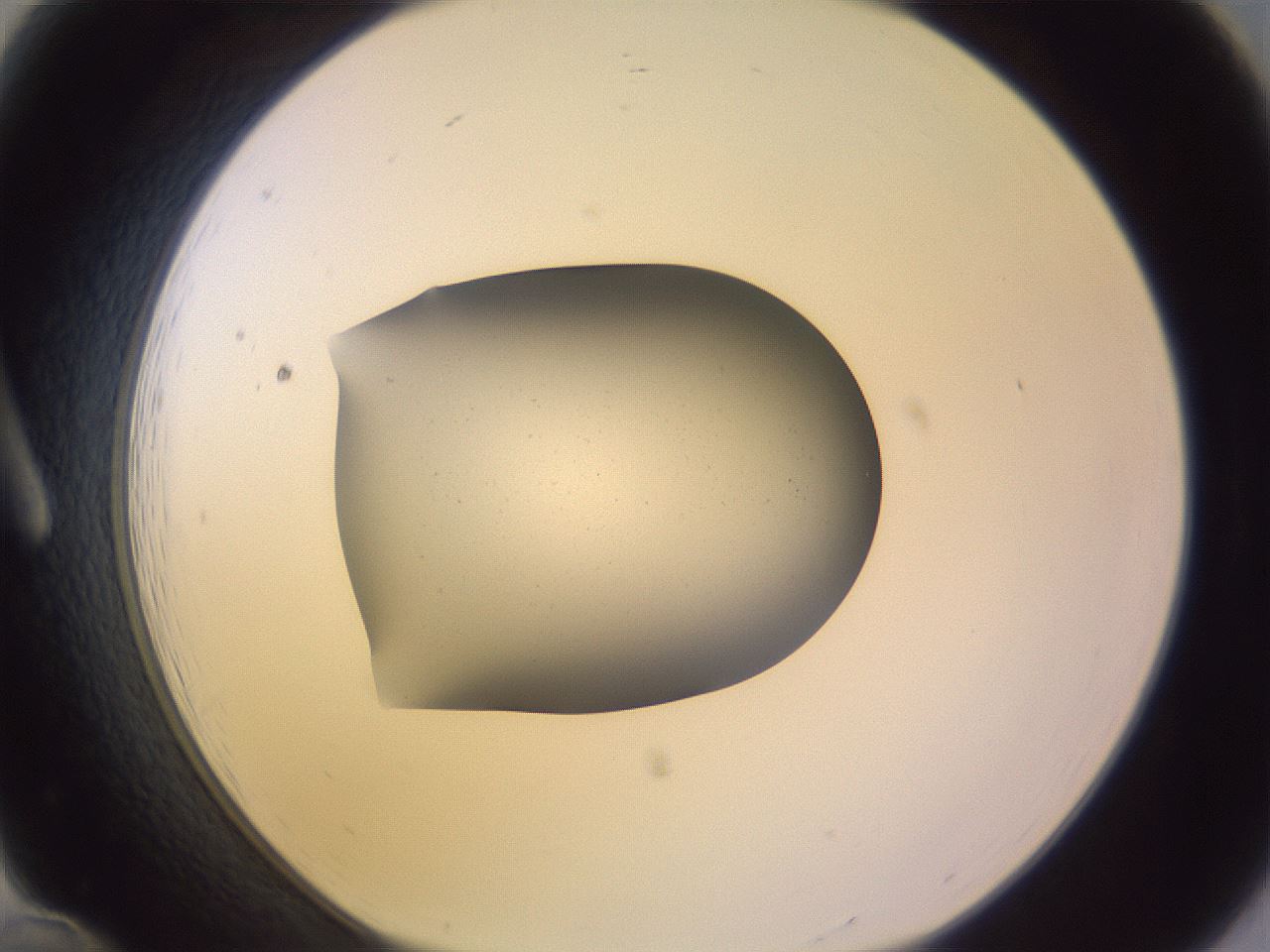 folderID264_plateID3264_batchID18600_wellNum12_profileID1_d1_r287255_ef.jpg