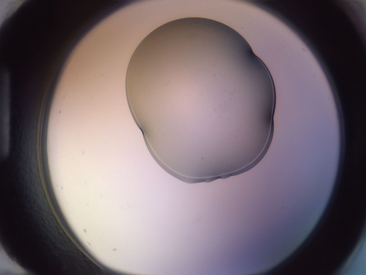 folderID264_plateID3264_batchID18789_wellNum96_profileID1_d1_r287501_ef.jpg