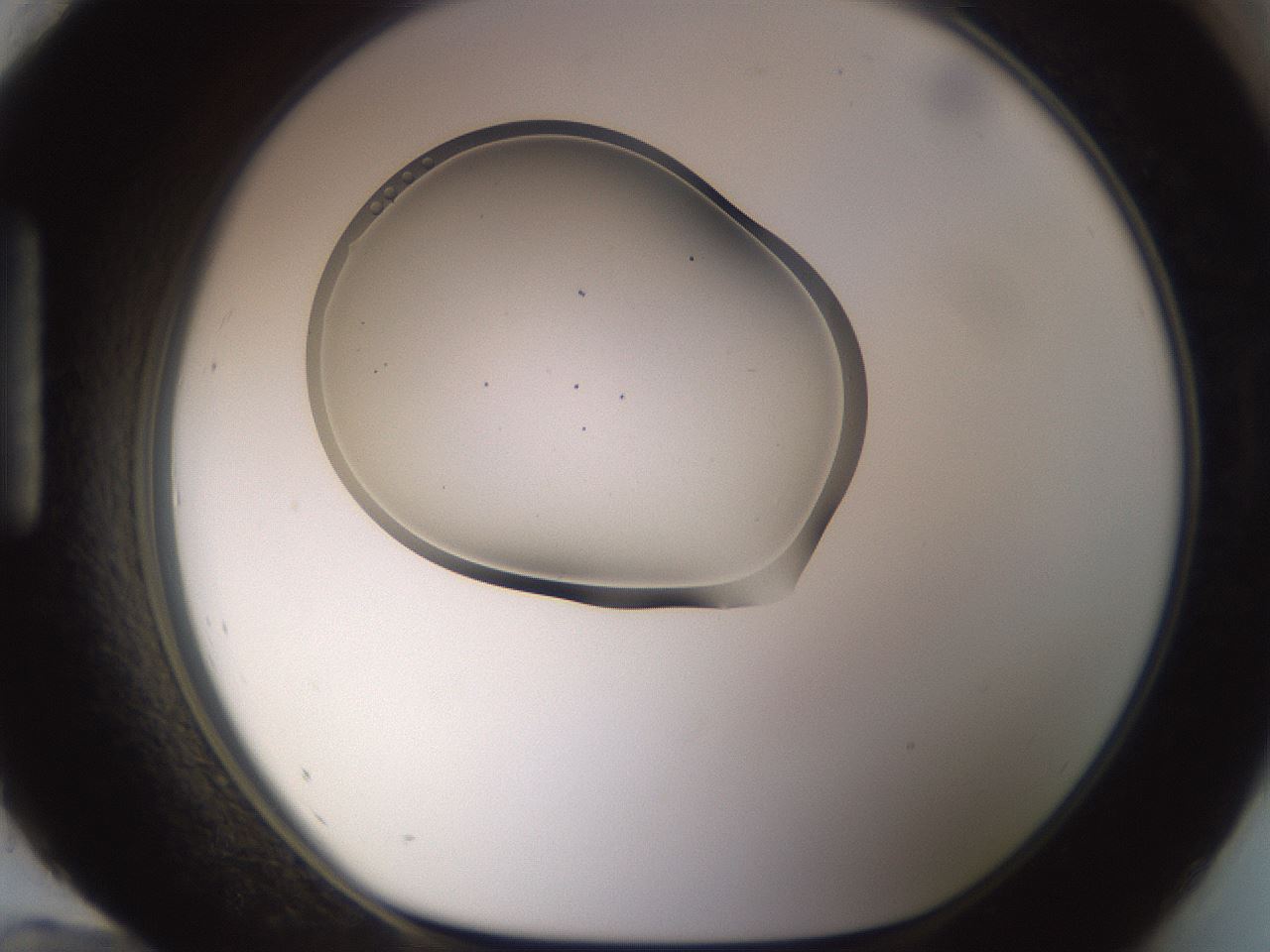 folderID265_plateID3265_batchID18865_wellNum96_profileID1_d1_r287885_ef.jpg