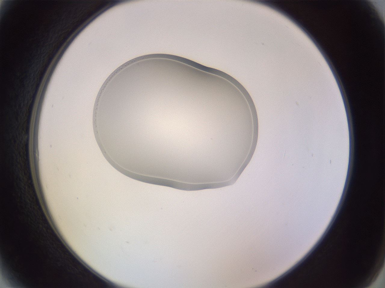 folderID266_plateID3266_batchID18602_wellNum6_profileID1_d2_r287514_ef.jpg