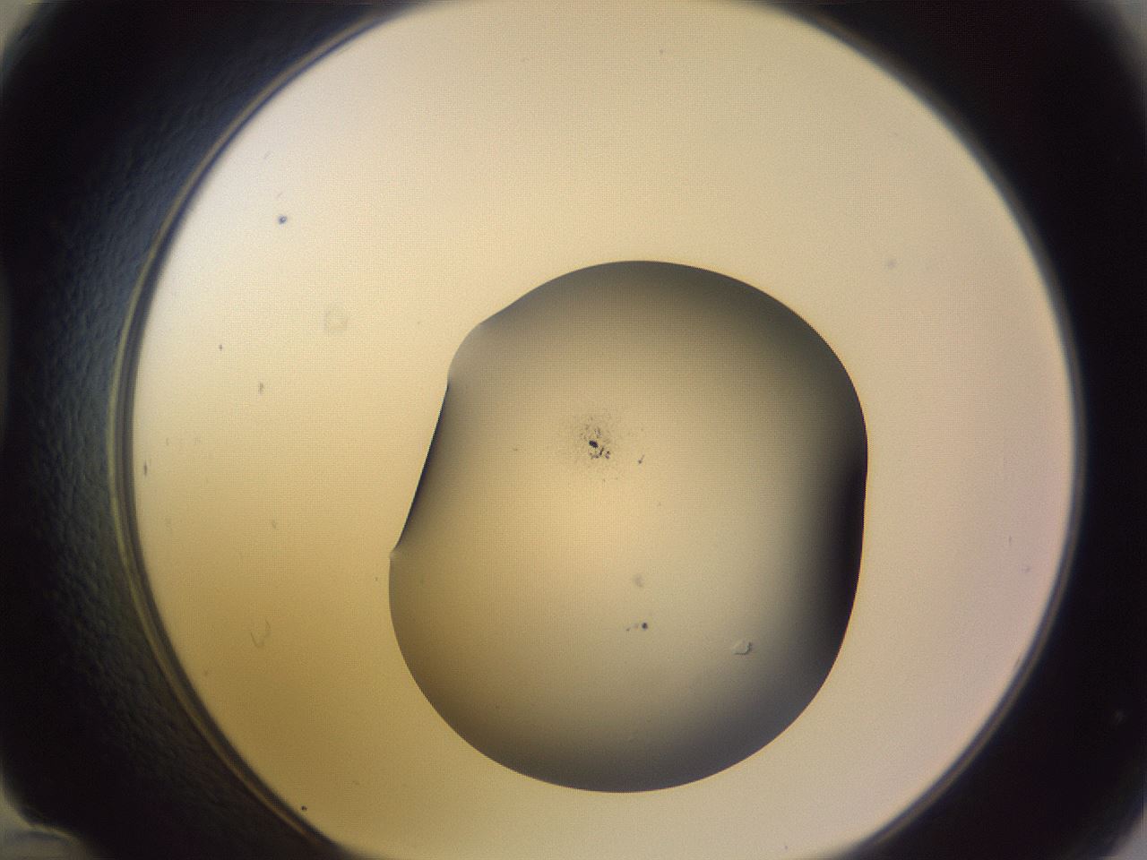 folderID266_plateID3266_batchID19553_wellNum48_profileID1_d1_r287597_ef.jpg