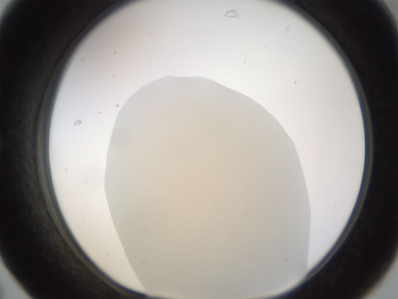 folderID265_plateID3265_batchID19552_wellNum31_profileID1_d1_r287755_ef.jpg
