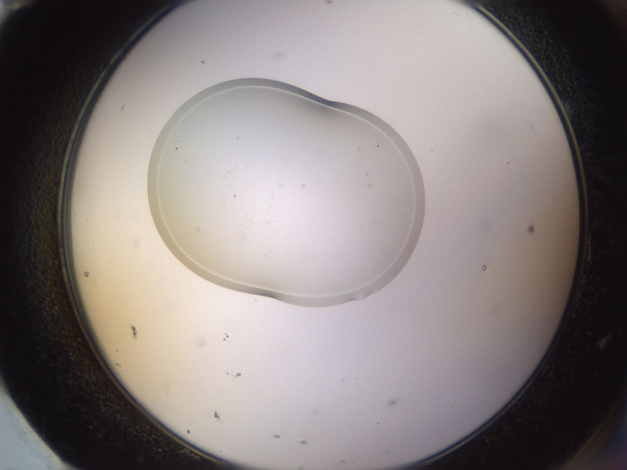 folderID267_plateID3267_batchID19548_wellNum95_profileID1_d2_r286924_ef.jpg