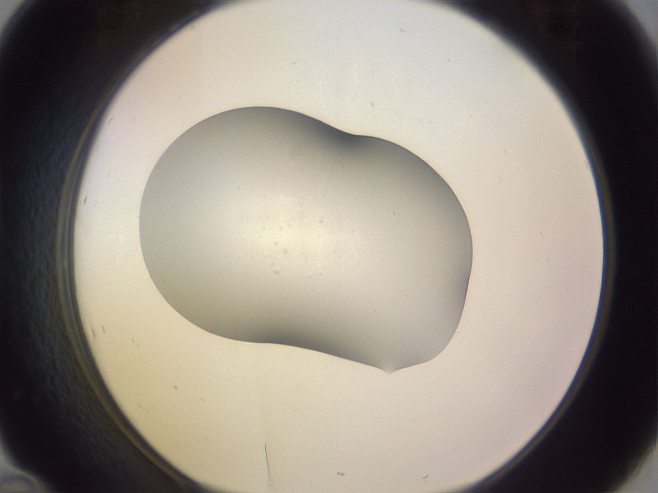 folderID268_plateID3268_batchID18786_wellNum46_profileID1_d1_r287017_ef.jpg